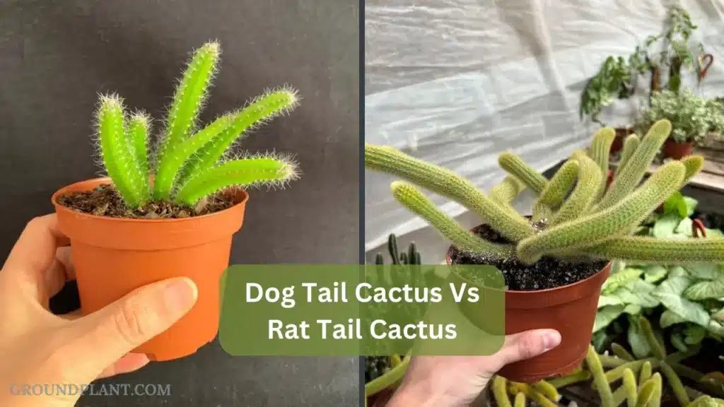 Dog Tail Cactus Vs Rat Tail Cactus