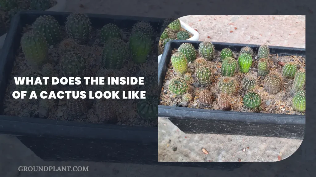 What Does The Inside Of A Cactus Look Like