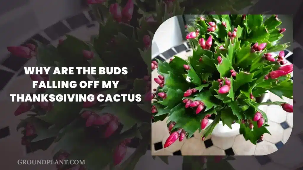 Why Are Branches Falling Off My Christmas Cactus