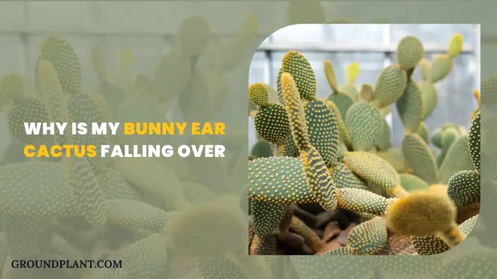 Why Should You Never Put A Cactus In The Bathroom