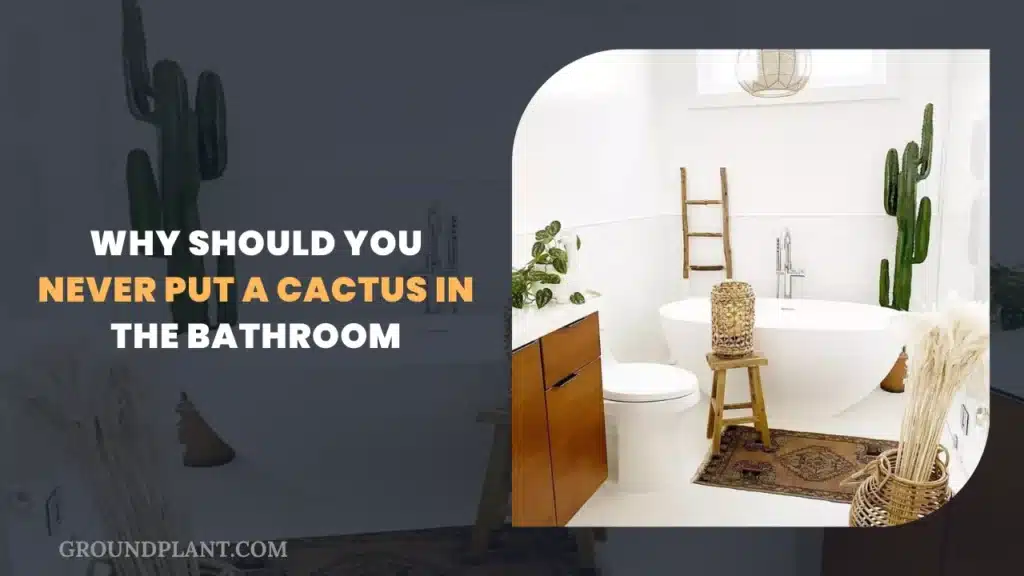 Why Should You Never Put A Cactus In The Bathroom