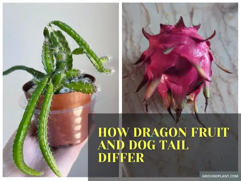 A Tale of Two Cacti_ How Dragon Fruit and Dog Tail Differ