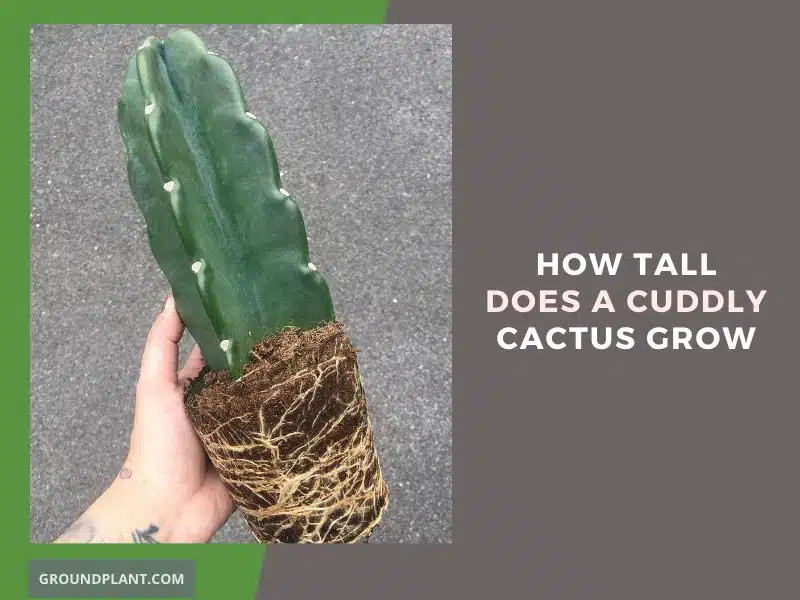 How Tall Does a Cuddly Cactus Grow