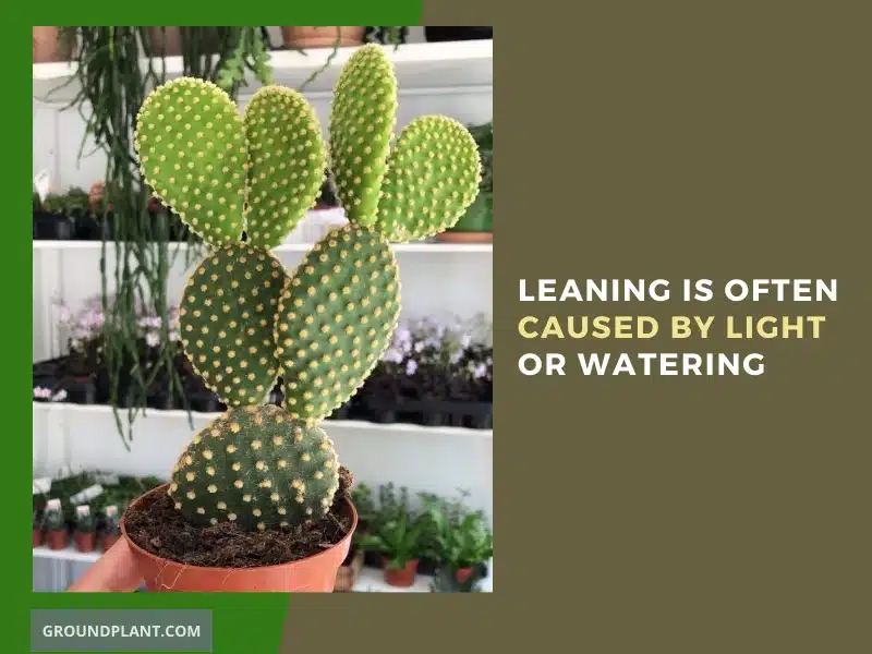 It's Usually the Light or Watering Causing the Leaning