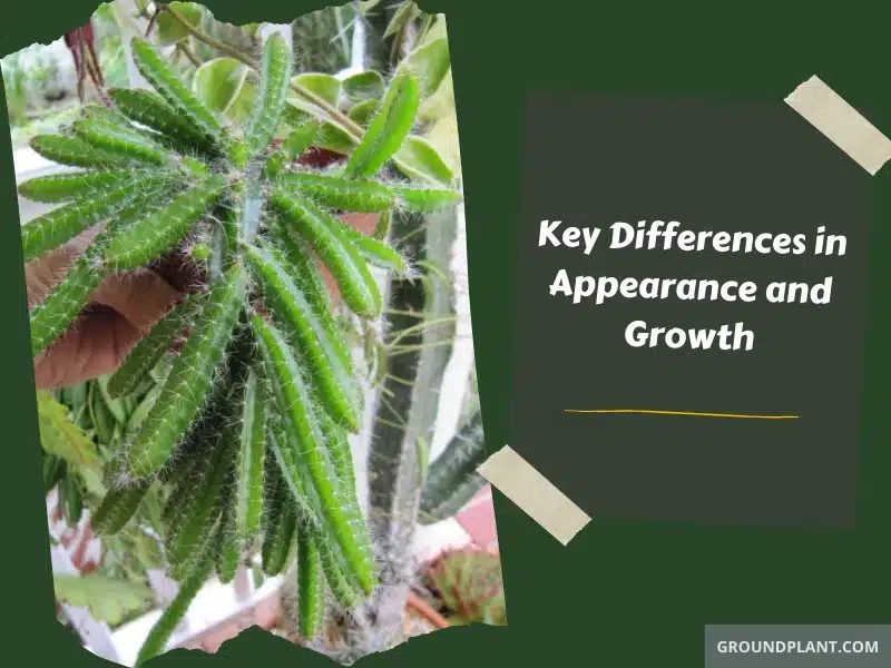 Key Differences in Appearance and Growth