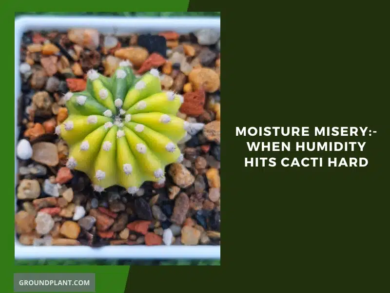 Moisture Misery - When Humidity Hits Cacti Hard
