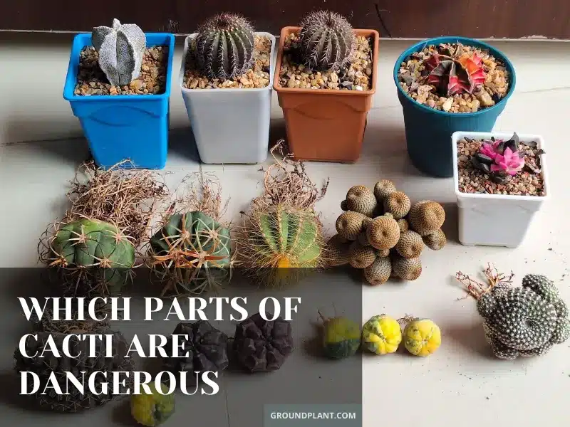 Which Parts of Cacti Are Dangerous