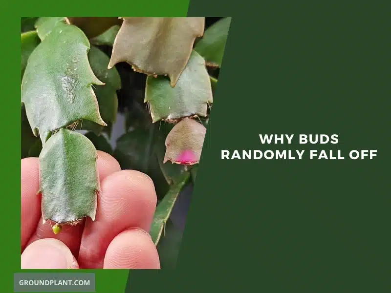 Why Buds Randomly Fall Off