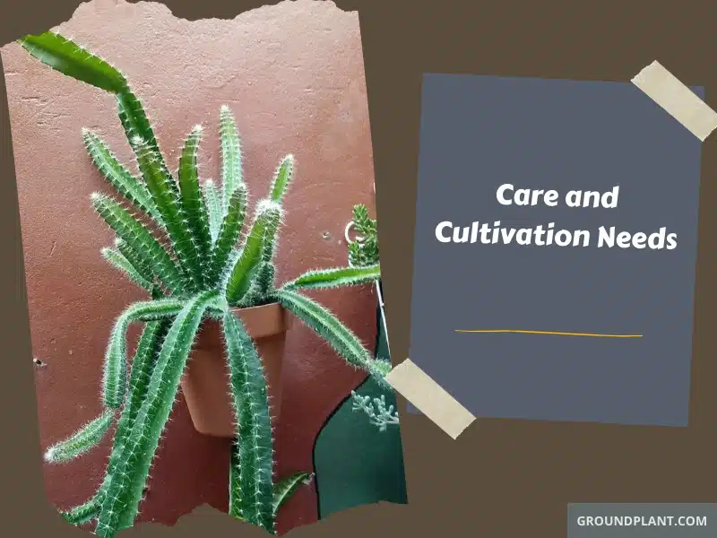 Care and Cultivation Needs