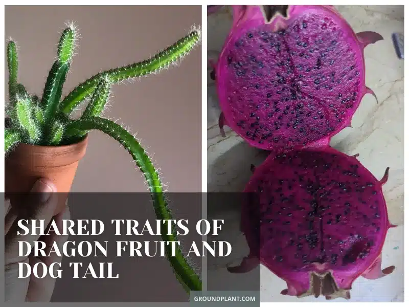 Cousins in Arms_ Shared Traits of Dragon Fruit and Dog Tail