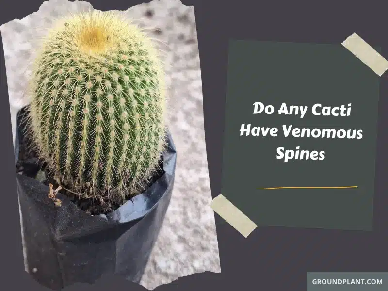 Do Any Cacti Have Venomous Spines