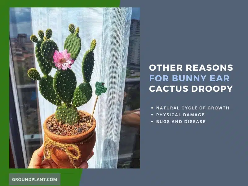 Other Reasons for Bunny Ear Cactus Droopy