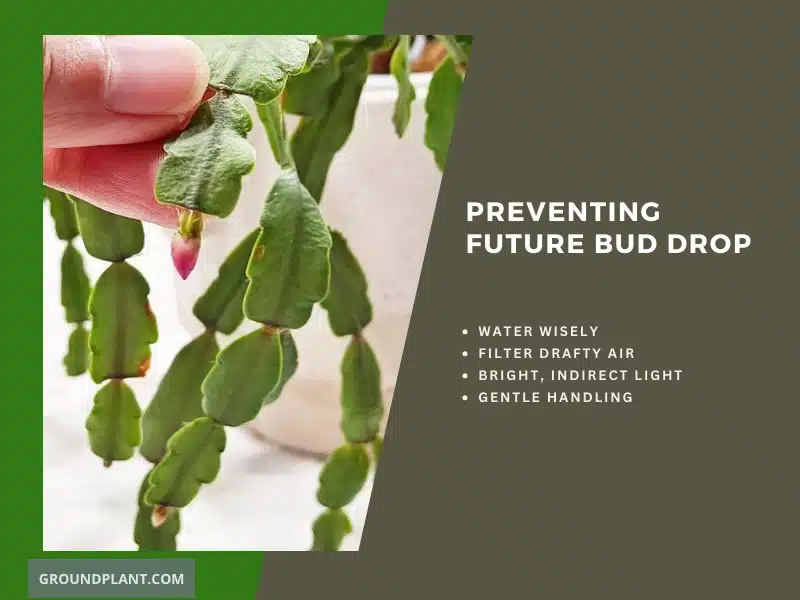 Preventing Future Bud Drop