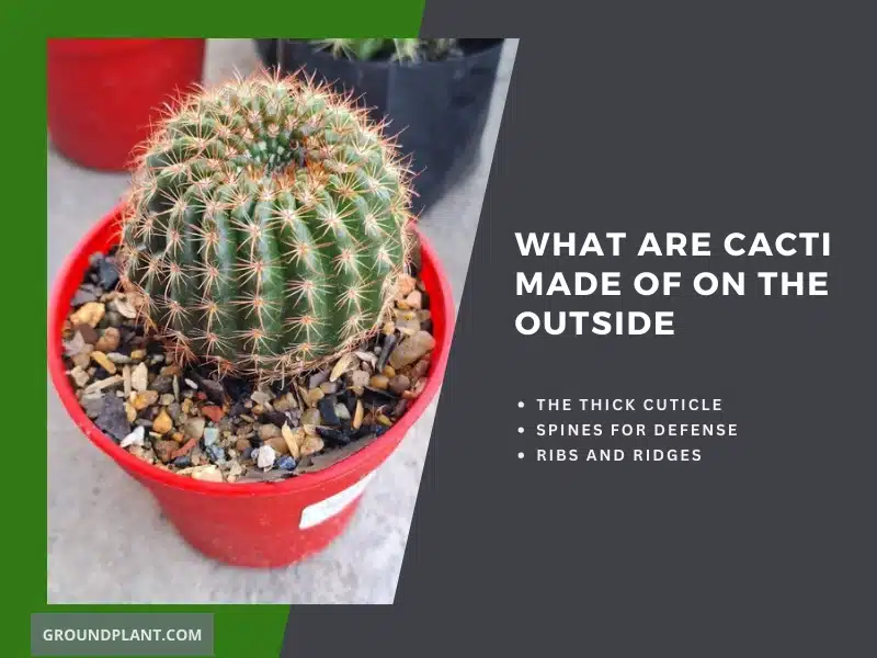 What Are Cacti Made of on the Outside