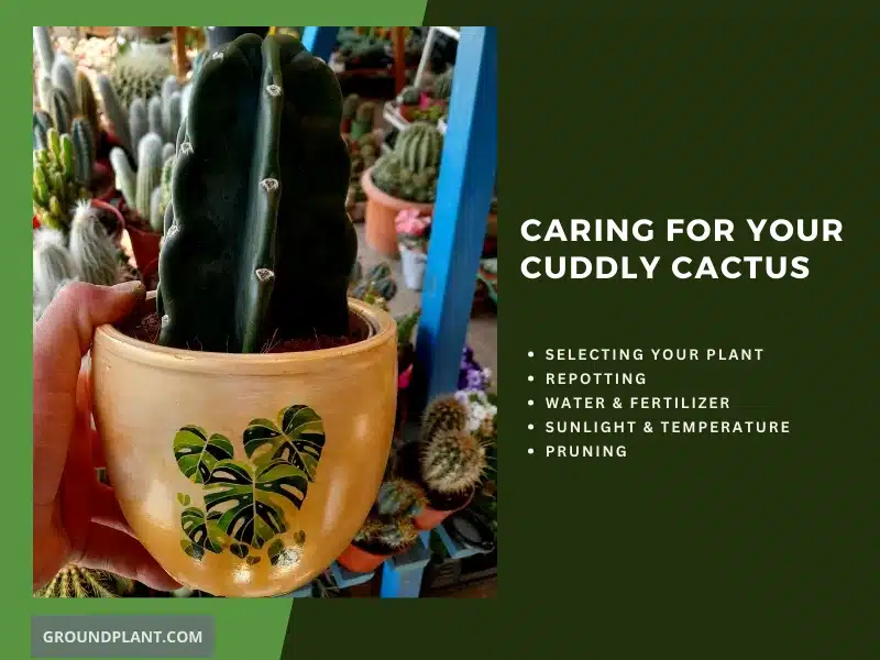 Caring for Your Cuddly Cactus