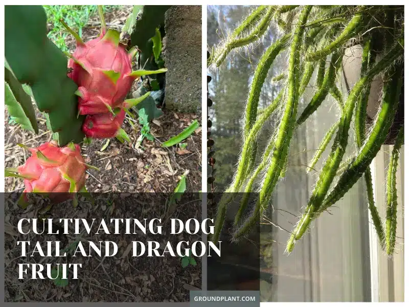 Cultivating Dog Tail and Dragon Fruit