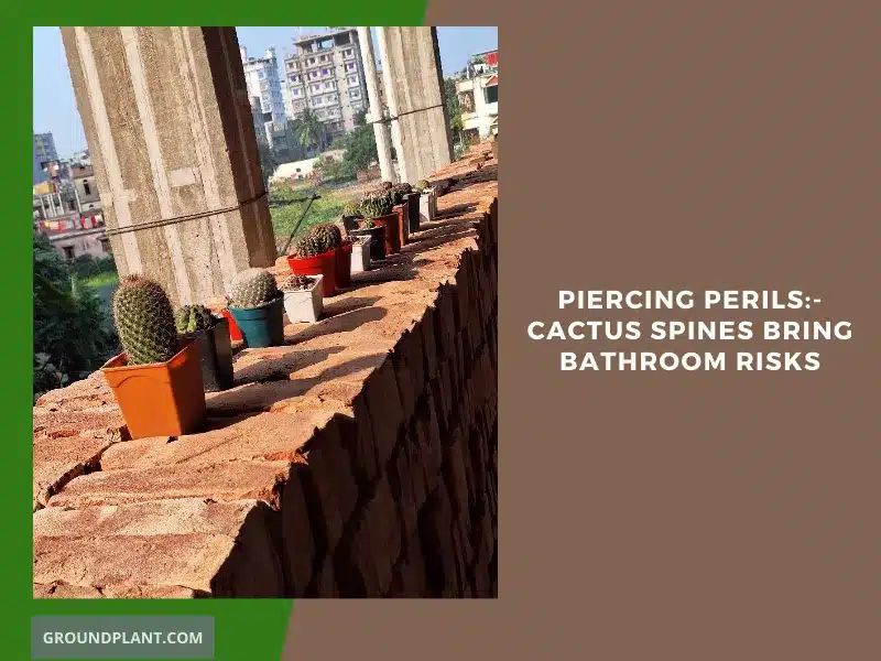 Piercing Perils - Cactus Spines Bring Bathroom Risks
