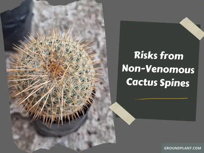 Risks from Non-Venomous Cactus Spines