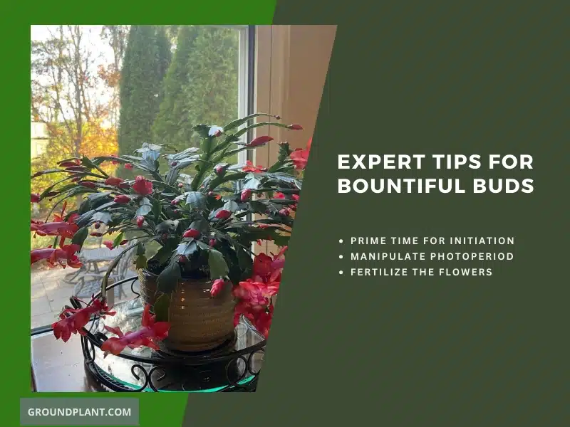 Expert Tips for Bountiful Buds