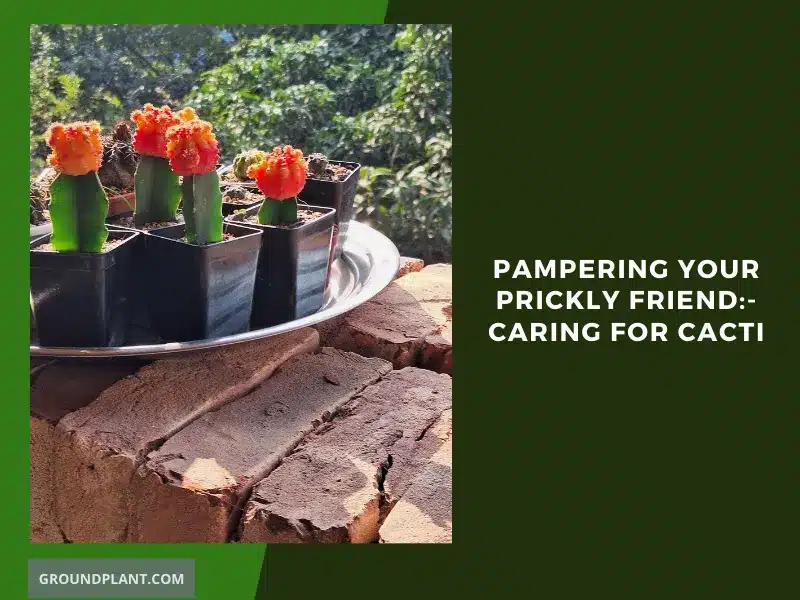 Pampering Your Prickly Friend - Caring for Cacti