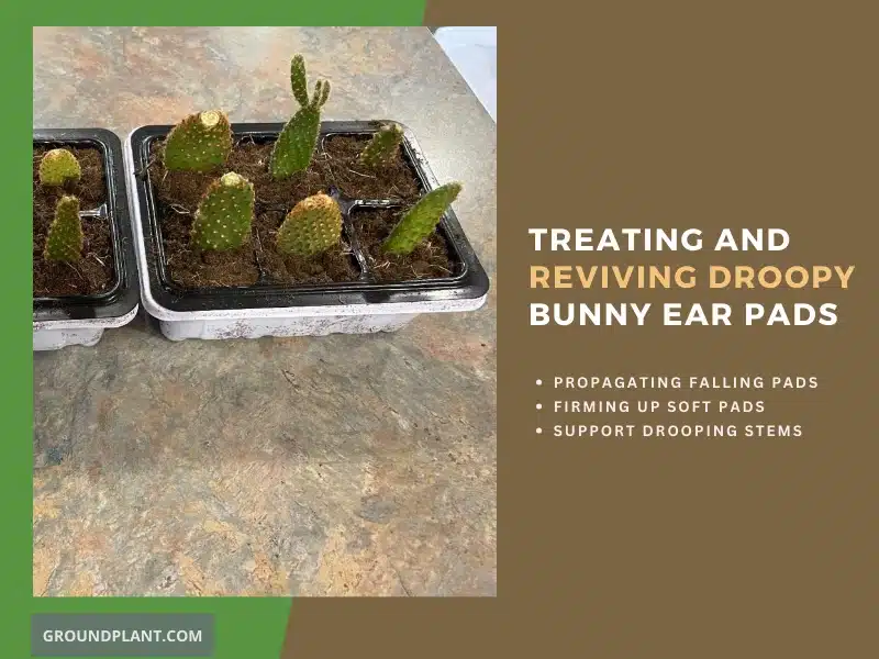 Treating and Reviving Droopy Bunny Ear Pads