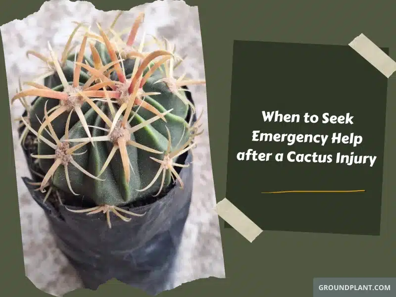 When to Seek Emergency Help after a Cactus Injury