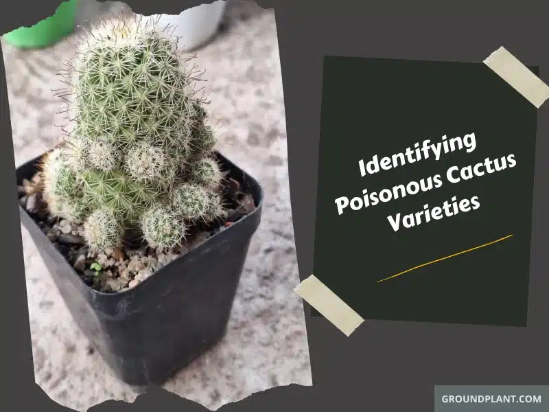 Identifying Poisonous Cactus Varieties