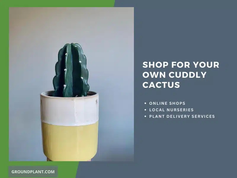 Shop for Your Own Cuddly Cactus