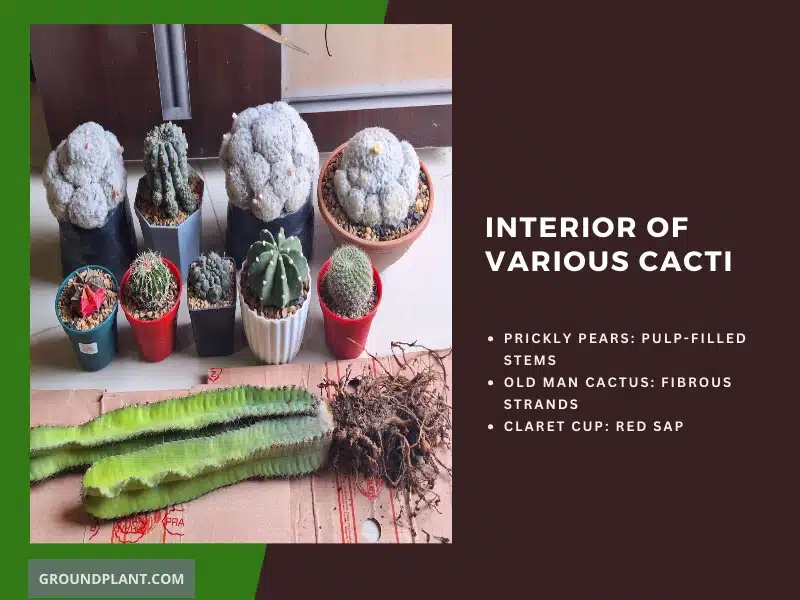 What Does the Inside of Different Cacti Look Like