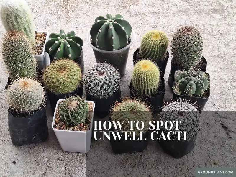 Distressed Desert Plants - How to Spot Unwell Cacti