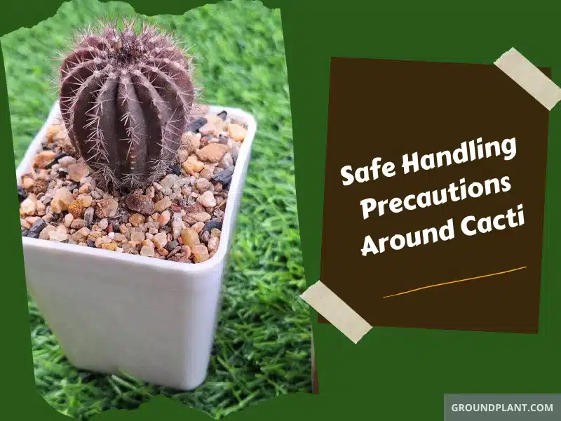Safe Handling Precautions Around Cacti