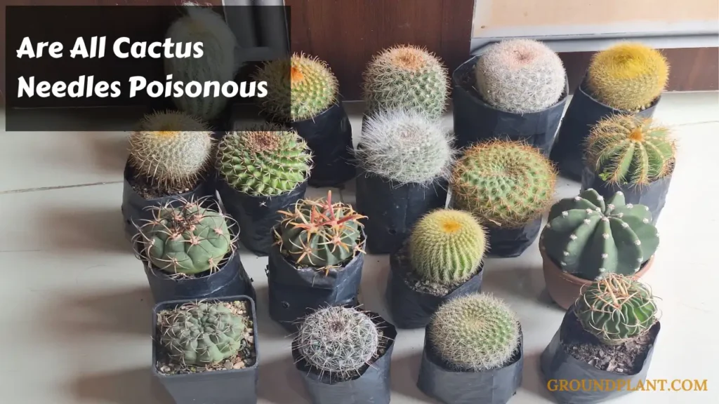 Are All Cactus Needles Poisonous