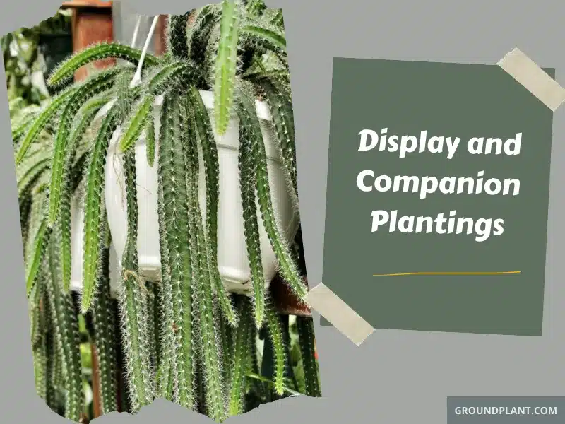 Display and Companion Plantings