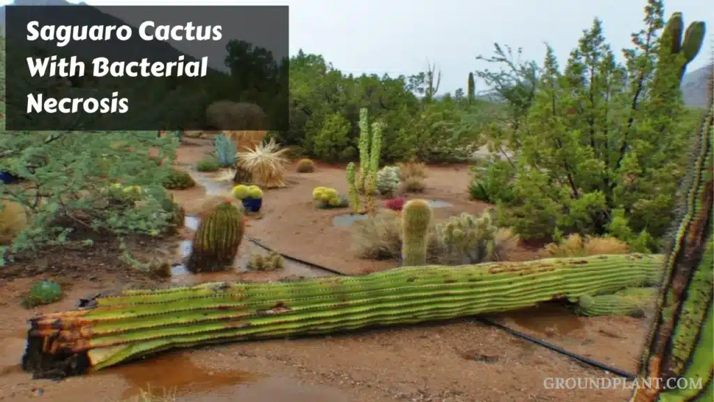Saguaro Cactus With Bacterial Necrosis