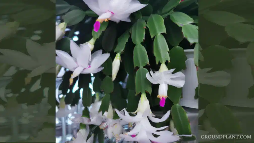 Are White Christmas Cactus Rare.