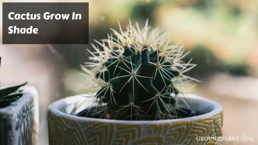 Cactus Grow In Shade.