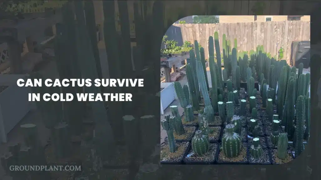 Can Cactus Survive In Cold Weather