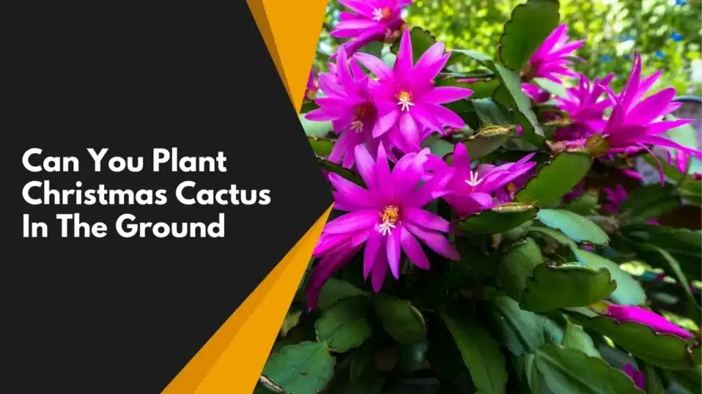 Can You Plant Christmas Cactus In The Ground.